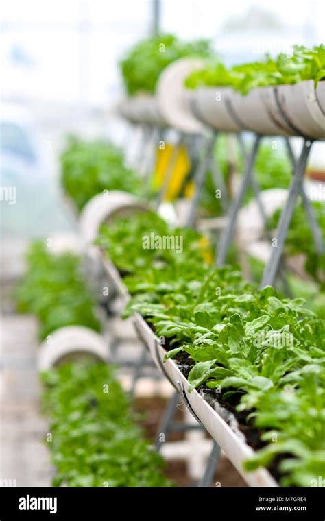 Urban agriculture, urban farming, or urban gardening Stock Photo - Alamy