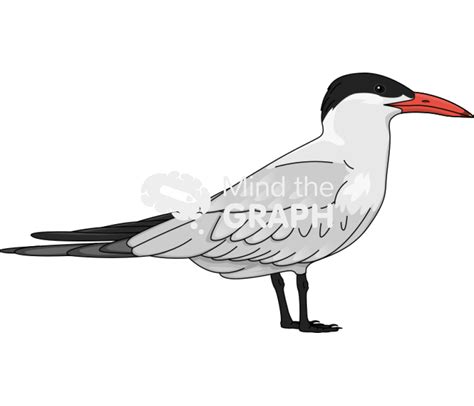 Caspian Tern Hydroprogne Caspia Bird