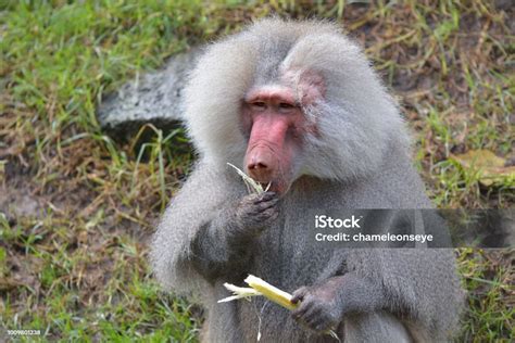 Male Hamadryas Baboon Eating A Banana Tree Leaf Stock Photo Download