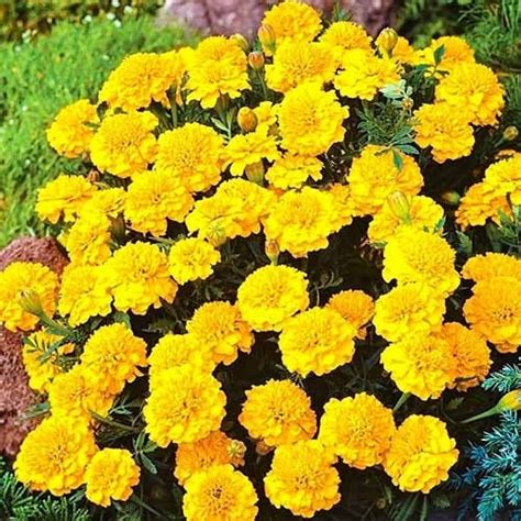 Бархатцы Малыш лимонные 🌱 - купить семена бархатцев в Украине | FLORIUM.UA