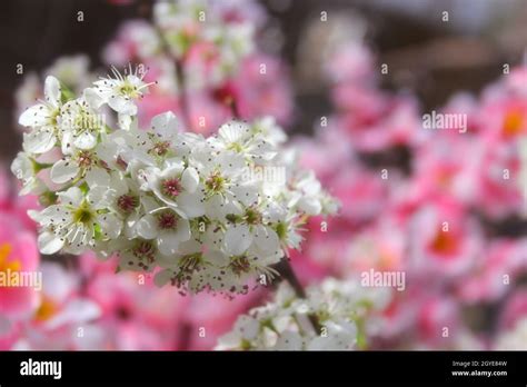 Bradford Pear Tree With Blossoms And Pink Flowers In Background Stock