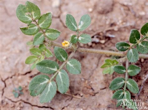 Plants Of Texas Rangelands Goathead Puncturevine