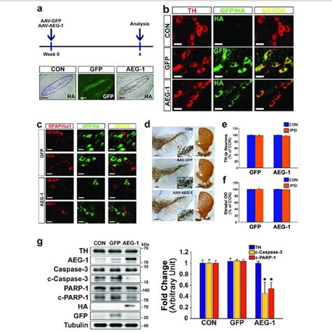 Adeno Associated Virus AAV AEG 1 Transduction Of Dopaminergic DA