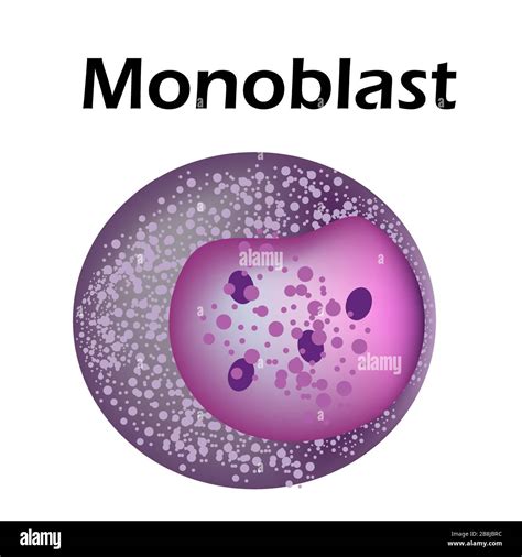 The Structure Of The Monocyte Monocytes Blood Cell Macrophage White