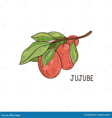 Jujube Fruit And Leaves Sketch On A White Background Stock Vector