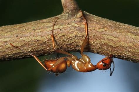 Ants Selectively Infected With Cordyceps "Zombie" Fungus | Owlcation