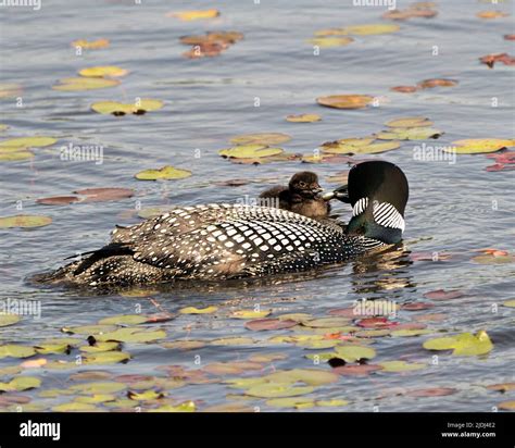 Common Loon And Baby Chick Loon Swimming In Pond And Celebrating The