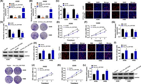 Hsa Circ Regulated Cell Proliferation Of Nsclc A And B The