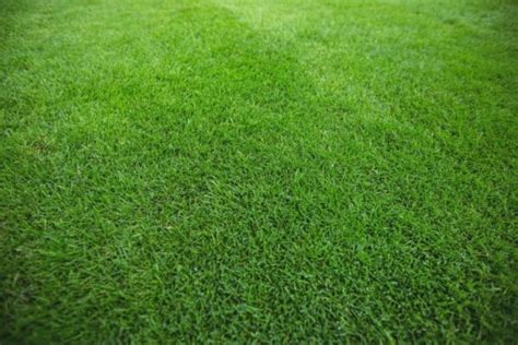 Трава текстура газона - скачать бесплатно