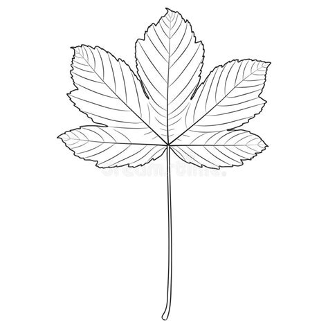 Ash Tree Leaf Outline, Vector Botanical Illustration. Stock Vector ...