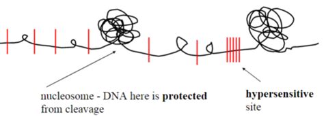 chromatin structure & gene expression Flashcards | Quizlet