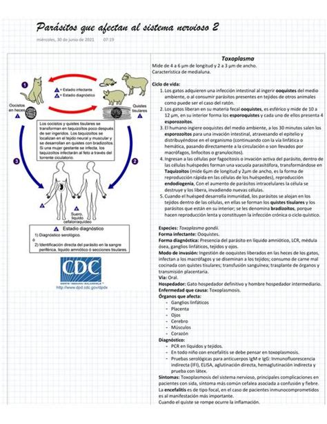 Parásitos que afectan el sistema nervioso Natalie Sosa uDocz
