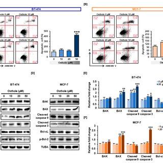 ER Stress Induced By Osthole Treatment In Human Breast Cancer Cells