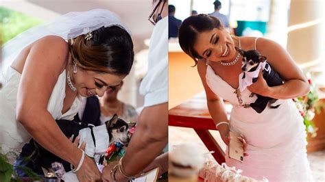 Perro Se Convierte En Testigo Durante La Boda De Sus Dueños En Yucatán Publimetro México