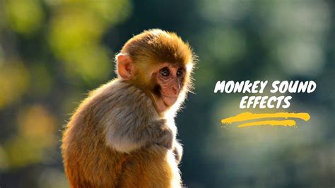 Monkey Sound Monkey Noises Monkey Sound Effect Monkey Voice Sound