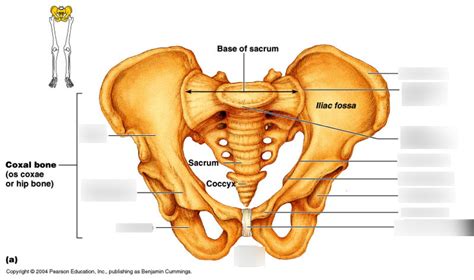 Bio Lab Pubis Diagram Quizlet