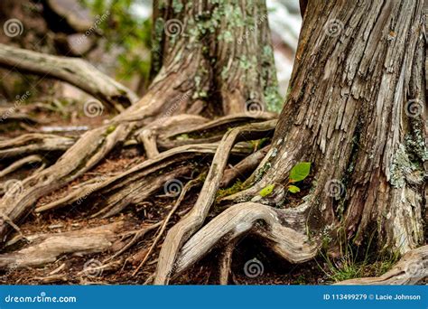 Trees Trunks With Exposed Roots In Northern Minnesota Stock Image