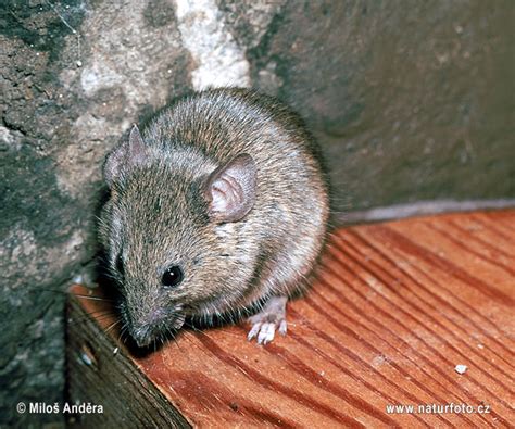 Mus musculus Pictures, House Mouse Images, Nature Wildlife Photos ...