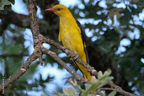 The golden oriole also called golden oriole is the only member of the ...