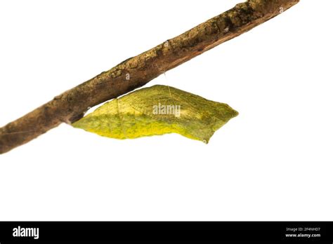 Butterfly Pupa With White Background Stock Photo Alamy