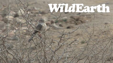 WildEarth Sunset Safari 24 Sep 2022 YouTube