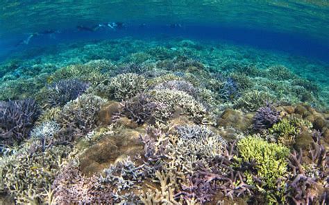 World-class snorkeling spots around Okinawa | Stripes Japan