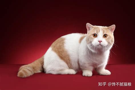 猫界的萌神曼基康猫养小短腿是一种怎样的体验 知乎