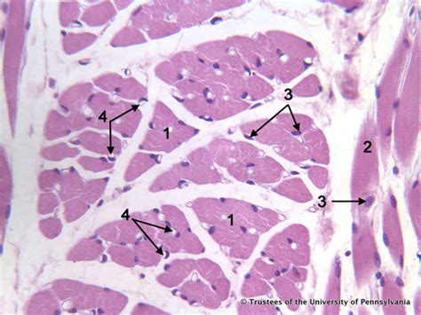 Skeletal Muscle Slide X