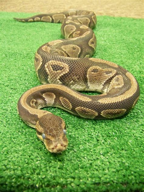 pet snakes