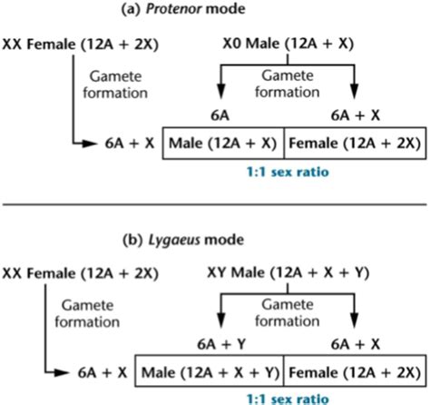 Chapter 4 Sex Determination And Sex Chromosomes Flashcards Quizlet