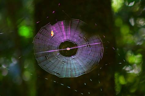 Magical Colours Of A Spider Web Australian Photography