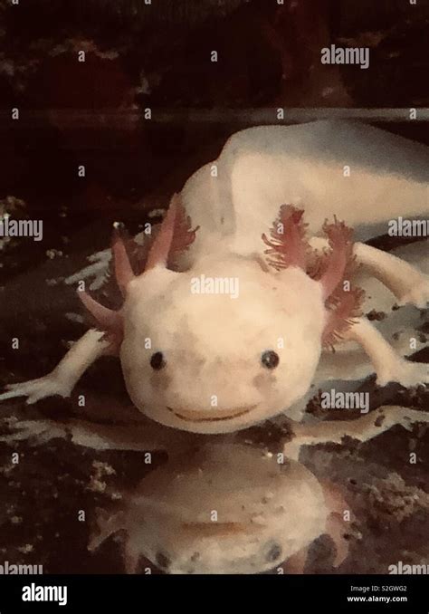 Axolotl hi-res stock photography and images - Alamy