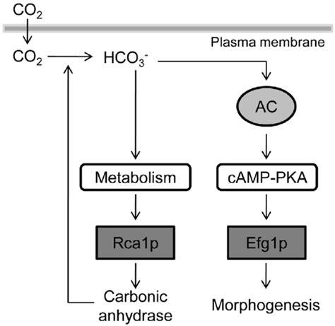 Model Of Co 2 Sensing Pathways In C Albicans Hydration Of Co 2 Into