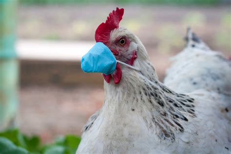 Le retour de la grippe aviaire faut il s inquiéter