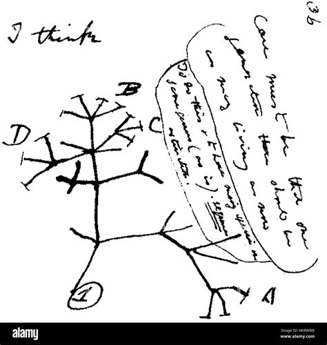 diagram illustrating charles darwins evolutionary theory shows