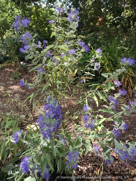 Caryopteris × clandonensis 'Longwood Blue', Bluebeard – Dancing Oaks ...