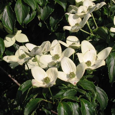 CORNUS Kousa Var Chinensis Cornouiller D Asie Cornouiller Du Japon