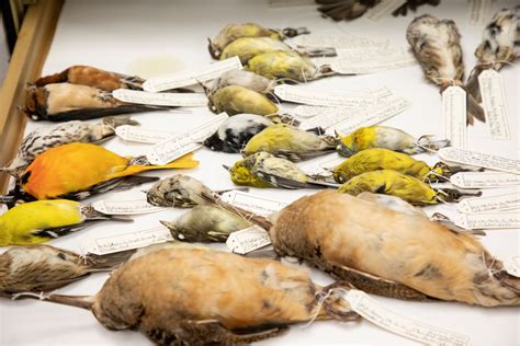 BIRD LORE: Birds and pollution - Pennsylvania Wilds