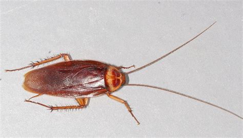 What You Need To Know About Cockroaches By The Pest Advice — Dan