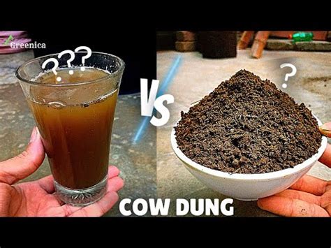 How To Use COW DUNG COMPOST Its Liquid Tea For Plants The CORRECT