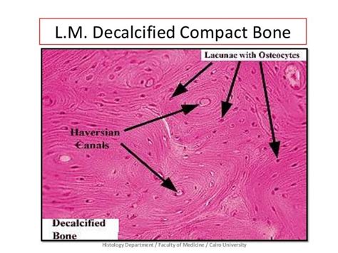 Compact Bone Tissue Histology