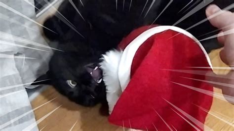 My Cat Hates Christmas Youtube