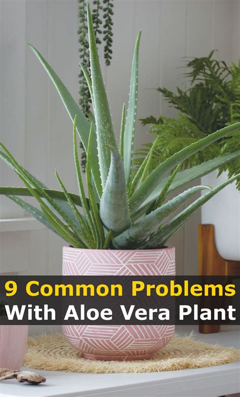 9 Most Common Problems With Growing Aloe Vera Plant Artofit