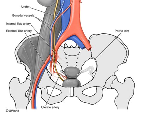 ALL Week 8 Extrinsic Foot And Lower Limb Neurovasculature Flashcards