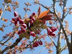japanese cherry prunus