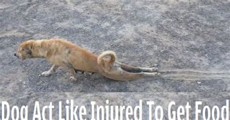 Провальный план собаки-симулянтки | Пикабу