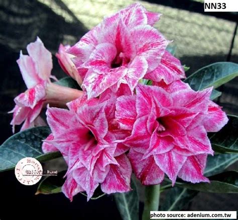 Adenium Obesum Pink Double Petal Desert Rose Sabi Star