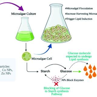 Nanoparticles trigger lipid synthesis and harvesting efficiency. | Download Scientific Diagram