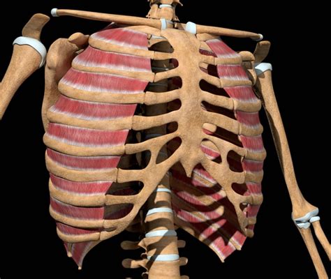 Muscoli Espiratori Quali Sono E A Cosa Servono