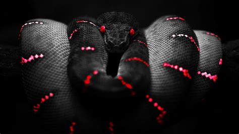 HD wallpaper: black, Boa Constrictor, red, snake | Wallpaper Flare